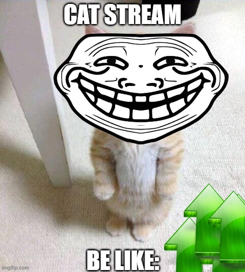 cat stream has so much up vote la | CAT STREAM; BE LIKE: | image tagged in memes,cute cat | made w/ Imgflip meme maker