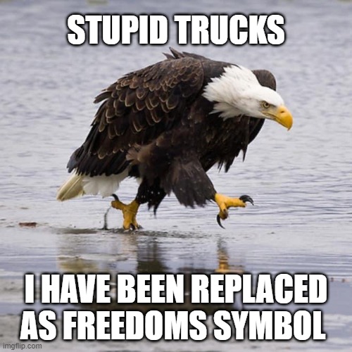 Adopt a homeless Eagle | STUPID TRUCKS; I HAVE BEEN REPLACED AS FREEDOMS SYMBOL | image tagged in angry eagle,adopt a homeless eagle,stupid trucks,freedom in murica,support the freedom truckers,symbolism | made w/ Imgflip meme maker