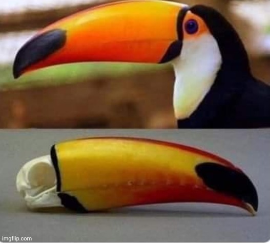Toucan skull-beak comparison | image tagged in memes | made w/ Imgflip meme maker