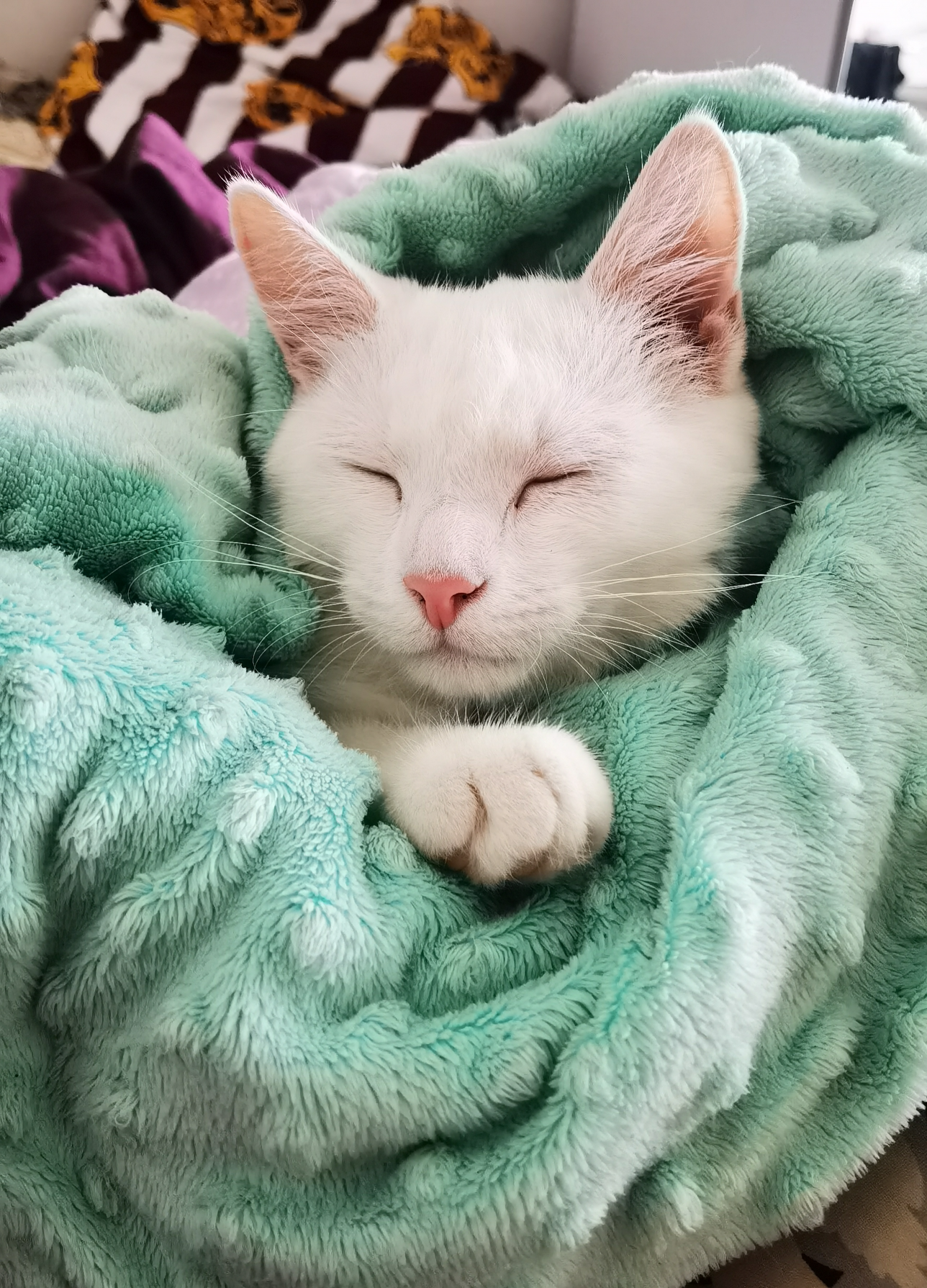 White Cat Blank Meme Template