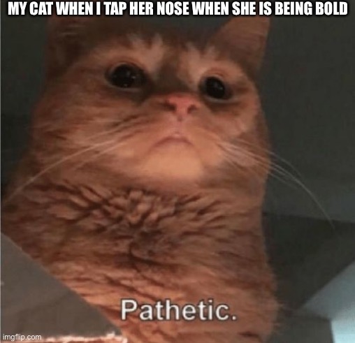 Pathetic Cat | MY CAT WHEN I TAP HER NOSE WHEN SHE IS BEING BOLD | image tagged in pathetic cat | made w/ Imgflip meme maker