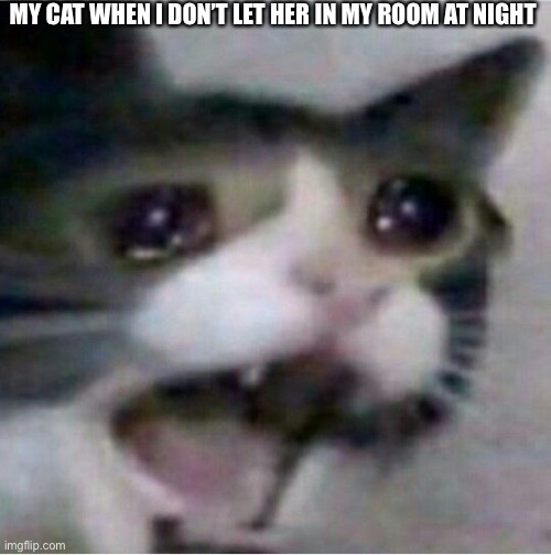 crying cat | MY CAT WHEN I DON’T LET HER IN MY ROOM AT NIGHT | image tagged in crying cat | made w/ Imgflip meme maker