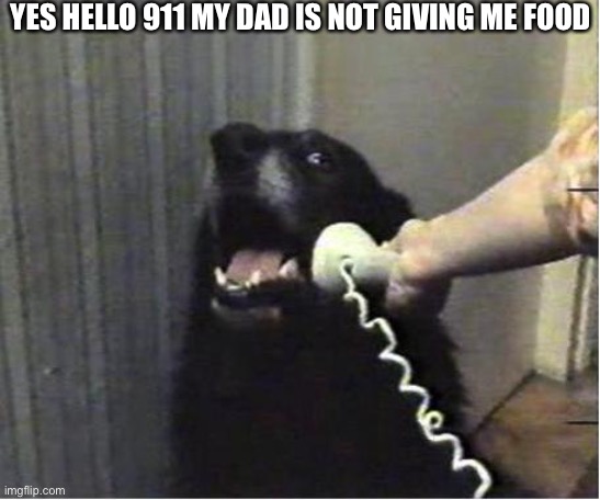 Yes this is dog | YES HELLO 911 MY DAD IS NOT GIVING ME FOOD | image tagged in yes this is dog | made w/ Imgflip meme maker