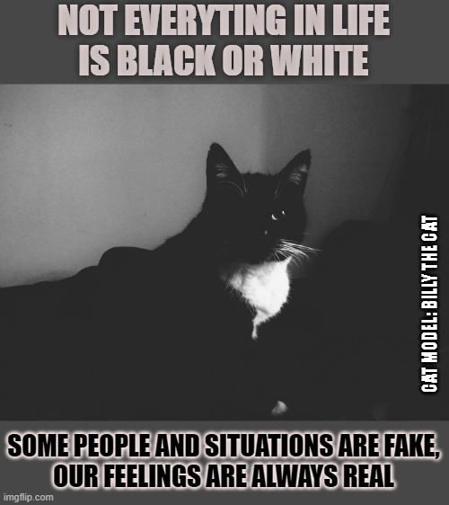 Some things may be fake, our feelings are always real | NOT EVERYTING IN LIFE
IS BLACK OR WHITE; CAT MODEL: BILLY THE CAT; SOME PEOPLE AND SITUATIONS ARE FAKE,
OUR FEELINGS ARE ALWAYS REAL | image tagged in think about it,feelings,cat,lolcat,fake news | made w/ Imgflip meme maker