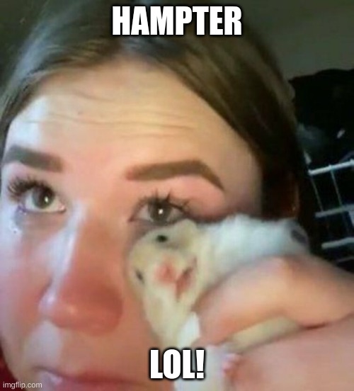 sad hampter | HAMPTER; LOL! | image tagged in sad hampter | made w/ Imgflip meme maker