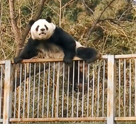 Panda Over Fence Blank Meme Template