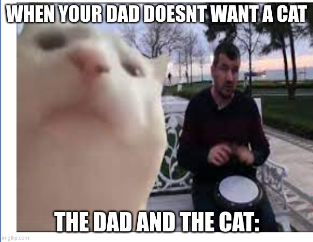 when your dad doesn't want a cat | WHEN YOUR DAD DOESNT WANT A CAT; THE DAD AND THE CAT: | image tagged in cats,cat memes | made w/ Imgflip meme maker