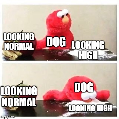 elmo cocaine | LOOKING NORMAL LOOKING HIGH DOG LOOKING NORMAL LOOKING HIGH DOG | image tagged in elmo cocaine | made w/ Imgflip meme maker