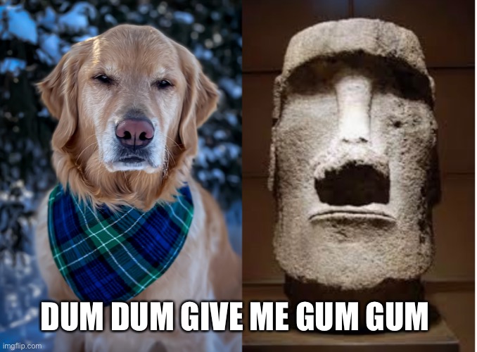 dum dum |  DUM DUM GIVE ME GUM GUM | image tagged in dogs,dumb meme,funny dog,funny dog memes,sad dog,grumpy dog | made w/ Imgflip meme maker