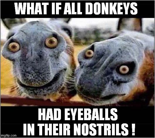 Creepy Ass ! |  WHAT IF ALL DONKEYS; HAD EYEBALLS
 IN THEIR NOSTRILS ! | image tagged in fun,creepy,ass,donkey,eyeballs,nostrils | made w/ Imgflip meme maker