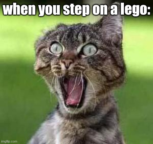 when you step on a lego | when you step on a lego: | image tagged in scared cat | made w/ Imgflip meme maker