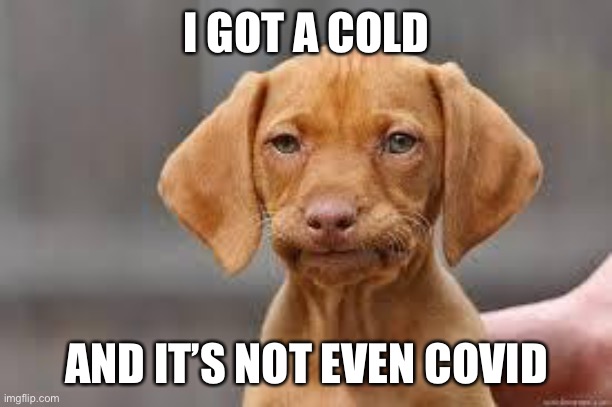 Disappointed Dog | I GOT A COLD; AND IT’S NOT EVEN COVID | image tagged in disappointed dog | made w/ Imgflip meme maker