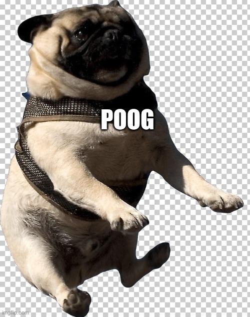 poog | POOG | image tagged in poog | made w/ Imgflip meme maker