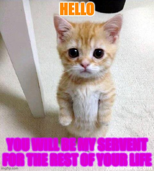 Cute Cat | HELLO; YOU WILL BE MY SERVENT FOR THE REST OF YOUR LIFE | image tagged in memes,cute cat | made w/ Imgflip meme maker