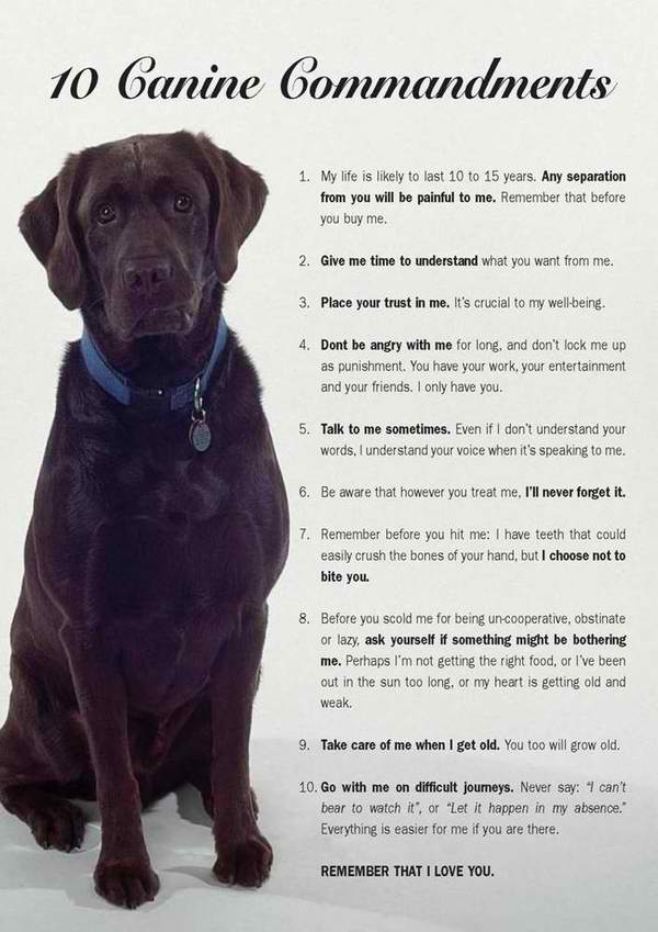 image tagged in dogs