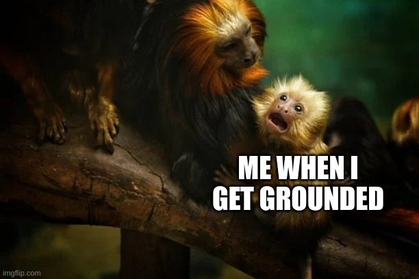 Grounded | ME WHEN I GET GROUNDED | image tagged in monkey | made w/ Imgflip meme maker