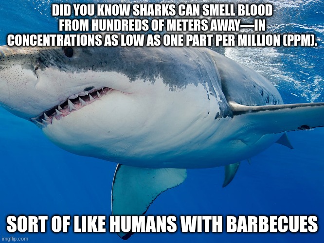 yum | DID YOU KNOW SHARKS CAN SMELL BLOOD FROM HUNDREDS OF METERS AWAY—IN CONCENTRATIONS AS LOW AS ONE PART PER MILLION (PPM). SORT OF LIKE HUMANS WITH BARBECUES | image tagged in funny,shark | made w/ Imgflip meme maker