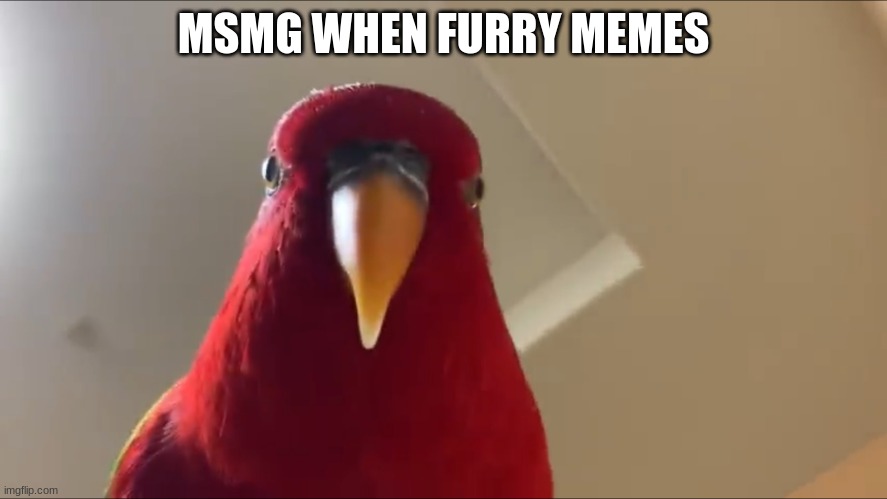 Sus Bird | MSMG WHEN FURRY MEMES | image tagged in sus bird | made w/ Imgflip meme maker