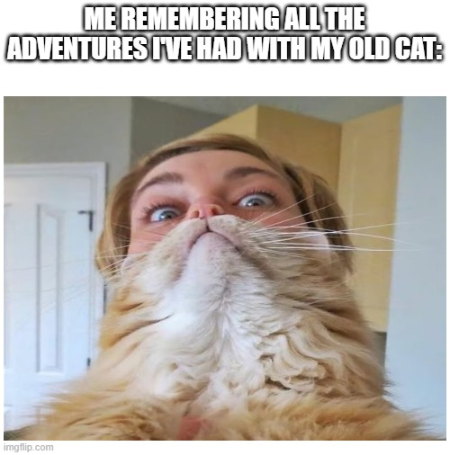 A long, long time. | ME REMEMBERING ALL THE ADVENTURES I'VE HAD WITH MY OLD CAT: | image tagged in blank white template,cats | made w/ Imgflip meme maker