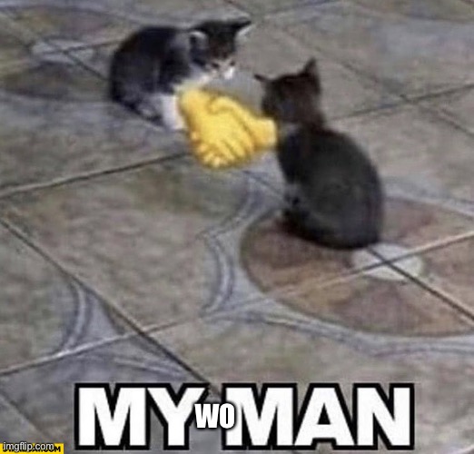 Cats shaking hands | WO | image tagged in cats shaking hands | made w/ Imgflip meme maker