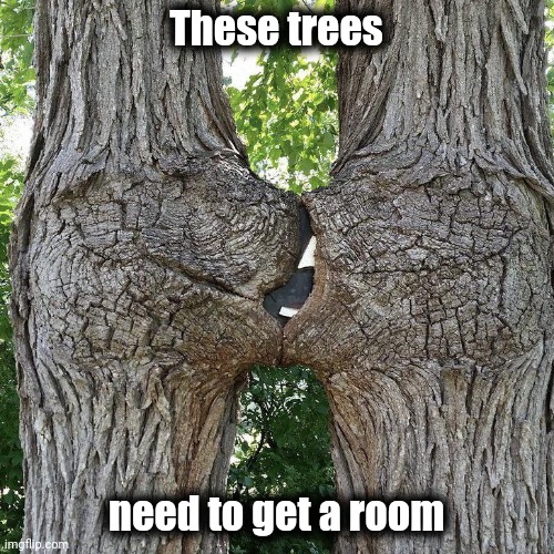 Got wood ? | These trees; need to get a room | image tagged in happy little trees,romantic kiss,morning wood | made w/ Imgflip meme maker
