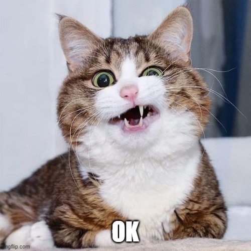 confused cat | OK | image tagged in confused cat | made w/ Imgflip meme maker
