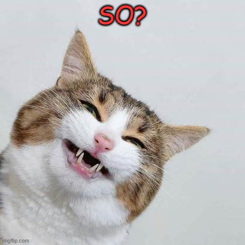 happy cat | SO? | image tagged in happy cat | made w/ Imgflip meme maker
