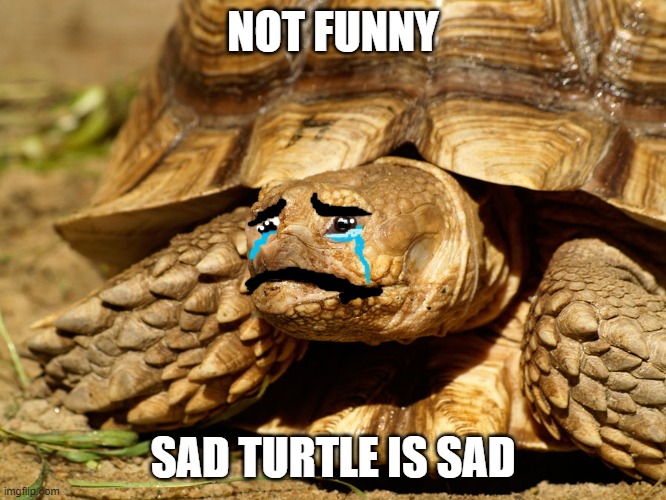Sulcata Tortoise | NOT FUNNY SAD TURTLE IS SAD | image tagged in sulcata tortoise | made w/ Imgflip meme maker