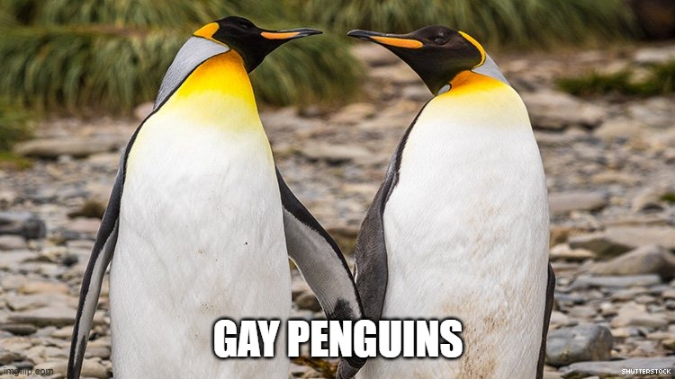 That's it. That's the post. | GAY PENGUINS | made w/ Imgflip meme maker