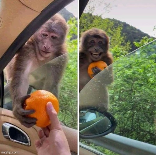 monkey getting an orange | image tagged in monkey getting an orange | made w/ Imgflip meme maker