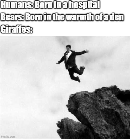 Gifferes know skydiving from birth | Humans: Born in a hospital; Bears: Born in the warmth of a den; Giraffes: | image tagged in man jumping off a cliff | made w/ Imgflip meme maker