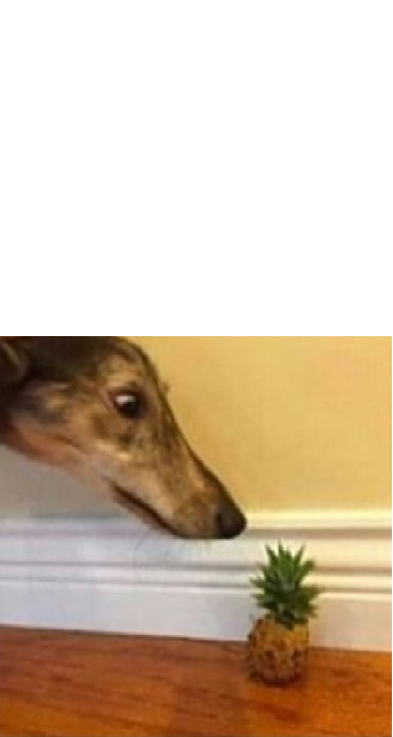 High Quality Dog looks at pineapple Blank Meme Template