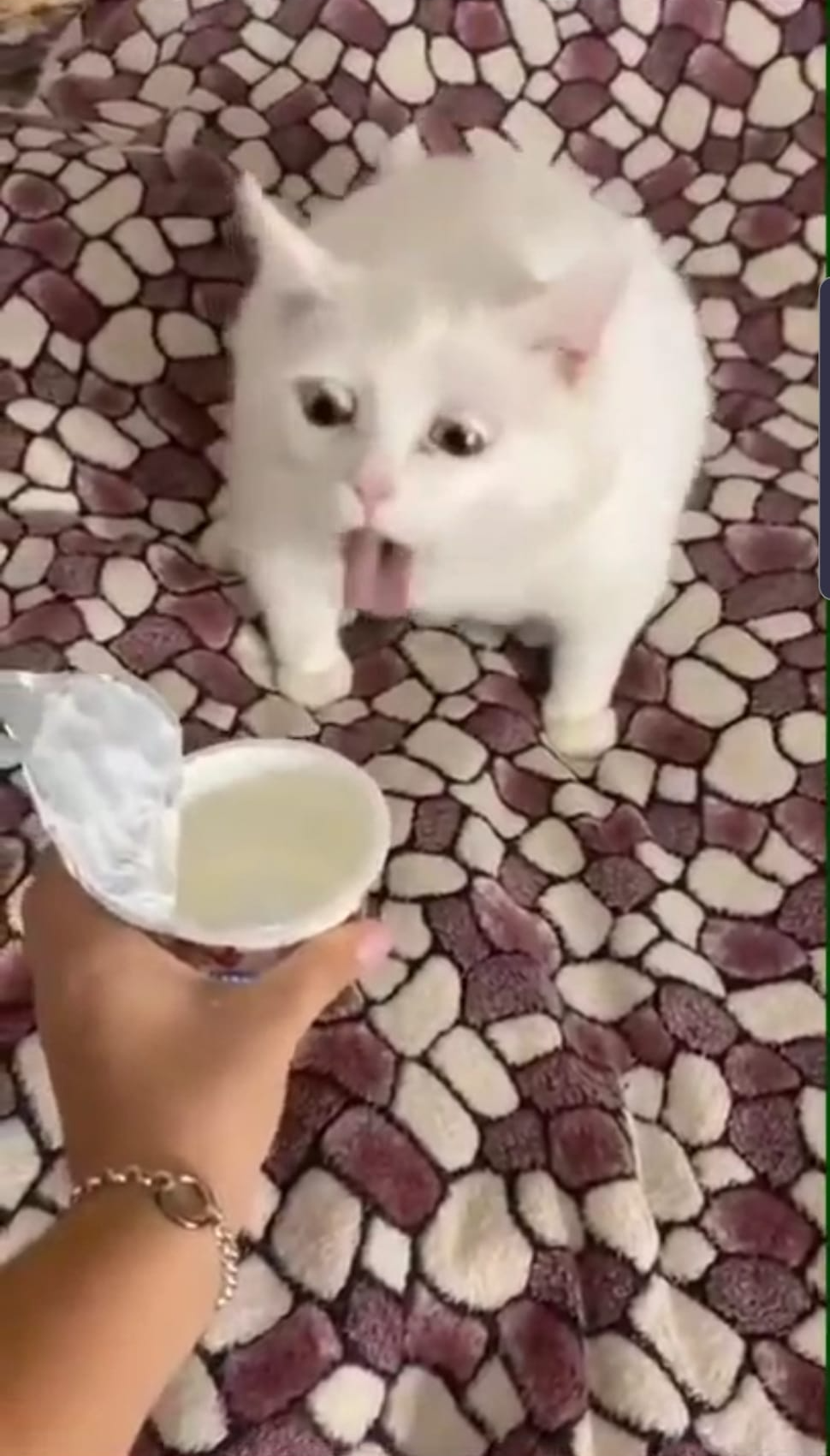 Oehmen Blank Meme Template