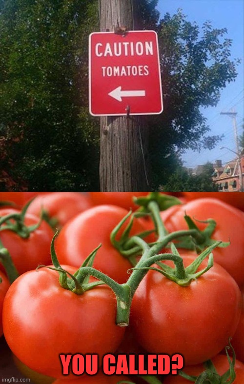 Tomatoes | YOU CALLED? | image tagged in tomato,reposts,repost,memes,caution sign,tomatoes | made w/ Imgflip meme maker