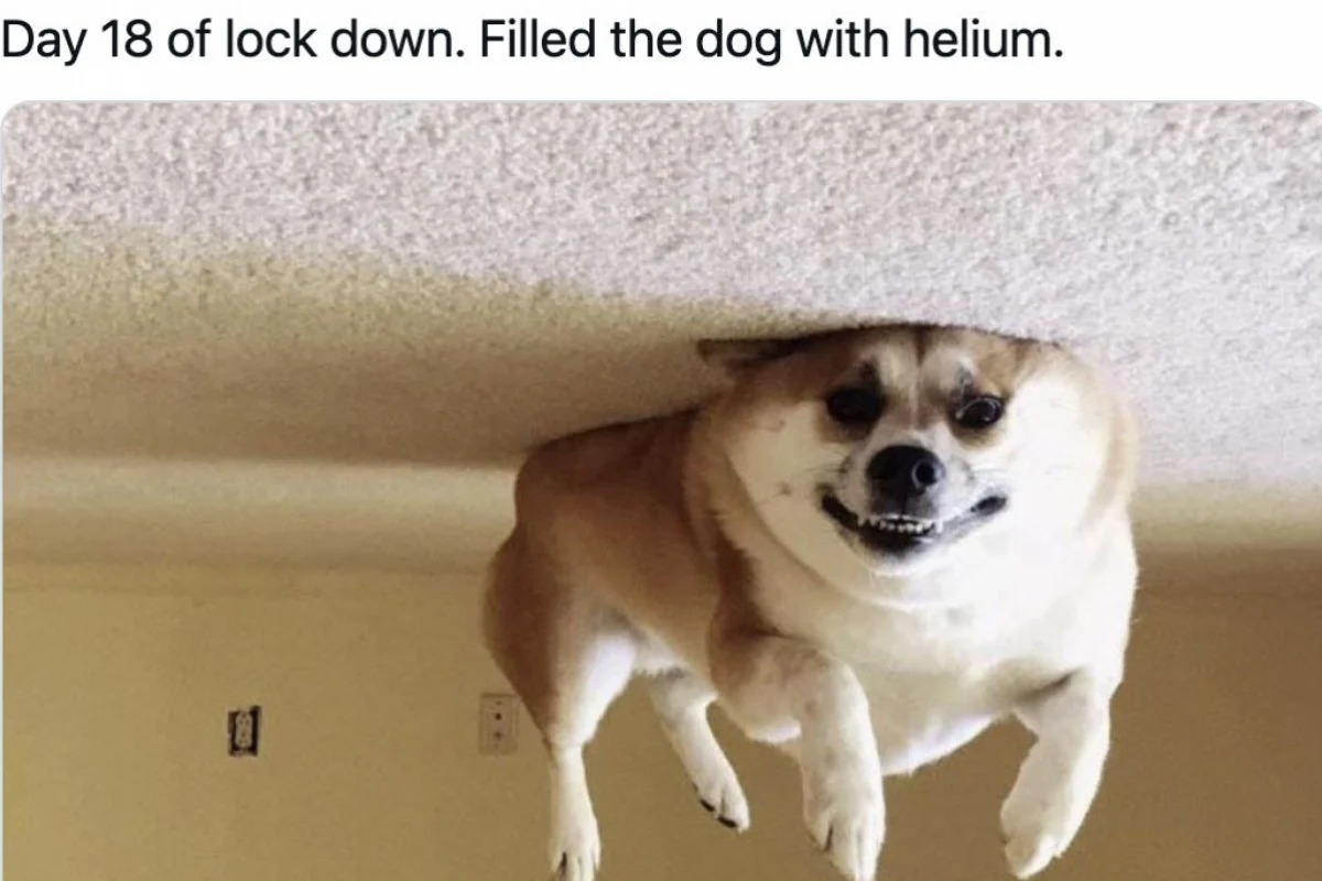 dog Blank Meme Template