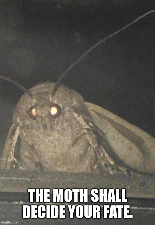 Moth | THE MOTH SHALL DECIDE YOUR FATE. | image tagged in moth | made w/ Imgflip meme maker