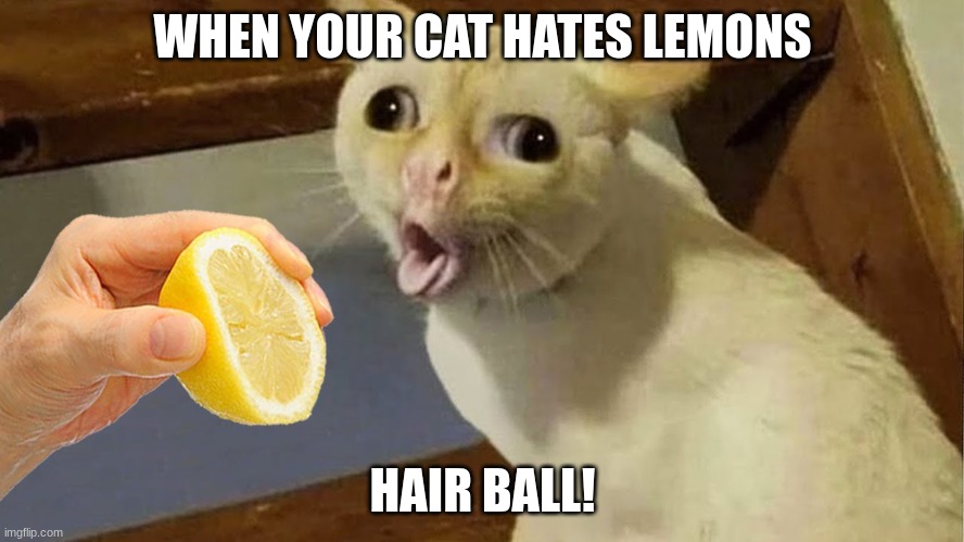 when your cat hates lemons | WHEN YOUR CAT HATES LEMONS; HAIR BALL! | image tagged in funny cats | made w/ Imgflip meme maker