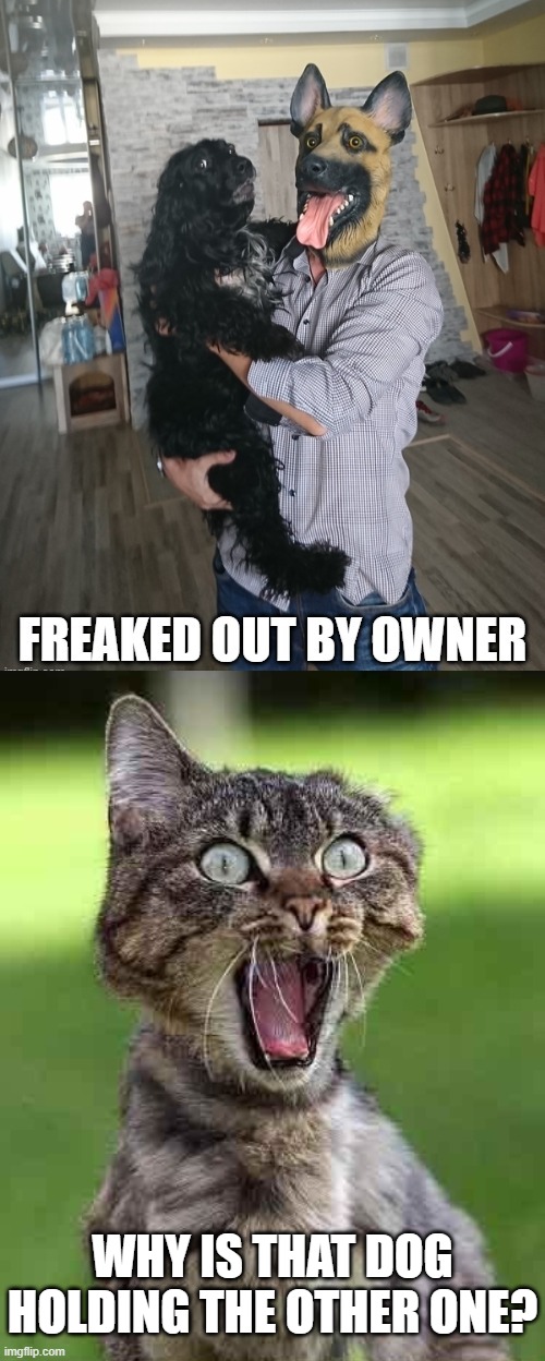 WHY IS THAT DOG HOLDING THE OTHER ONE? | image tagged in cat freak out | made w/ Imgflip meme maker