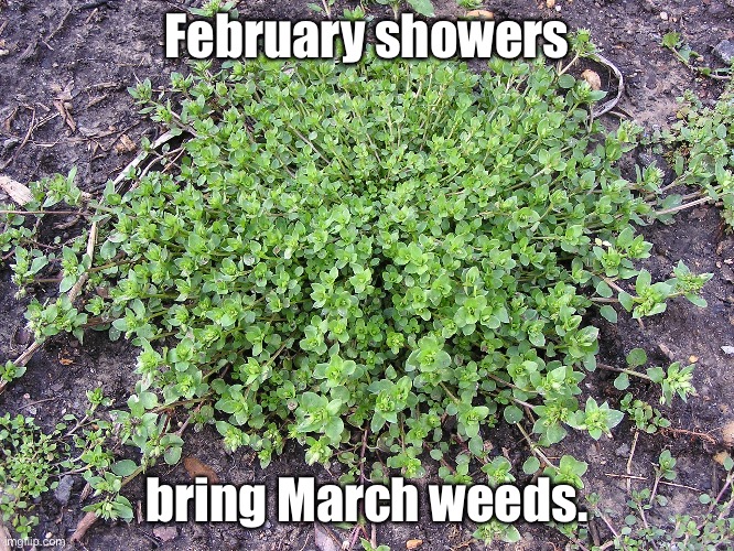 February showers; bring March weeds. | image tagged in rain | made w/ Imgflip meme maker