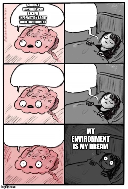 Brain Before Sleep - Extended Cut | SENCES A WAY ORGANISM RECEIVE INFORMATION ABOUT THEIR ENVIRONMENT; MY ENVIRONMENT IS MY DREAM | image tagged in brain before sleep - extended cut | made w/ Imgflip meme maker