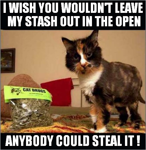 I Hope That's Just Catnip ? | I WISH YOU WOULDN'T LEAVE
 MY STASH OUT IN THE OPEN; ANYBODY COULD STEAL IT ! | image tagged in cats,catnip,stash | made w/ Imgflip meme maker