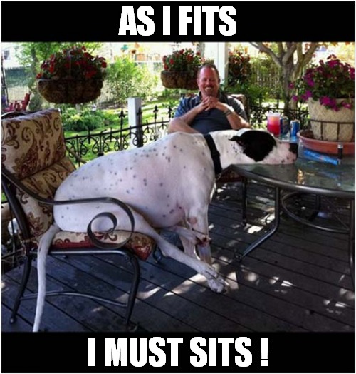 Great Dane Relaxing | AS I FITS; I MUST SITS ! | image tagged in dogs,great dane,sitting | made w/ Imgflip meme maker