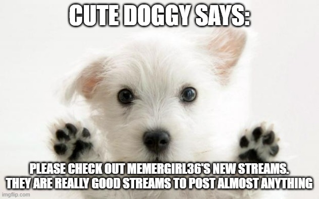 Please check out my streams | CUTE DOGGY SAYS:; PLEASE CHECK OUT MEMERGIRL36'S NEW STREAMS. THEY ARE REALLY GOOD STREAMS TO POST ALMOST ANYTHING | image tagged in cute dog,please | made w/ Imgflip meme maker
