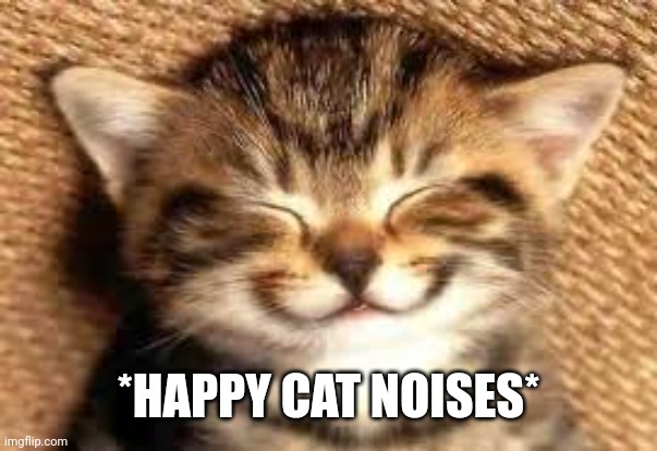 Happy cat | *HAPPY CAT NOISES* | image tagged in happy cat | made w/ Imgflip meme maker