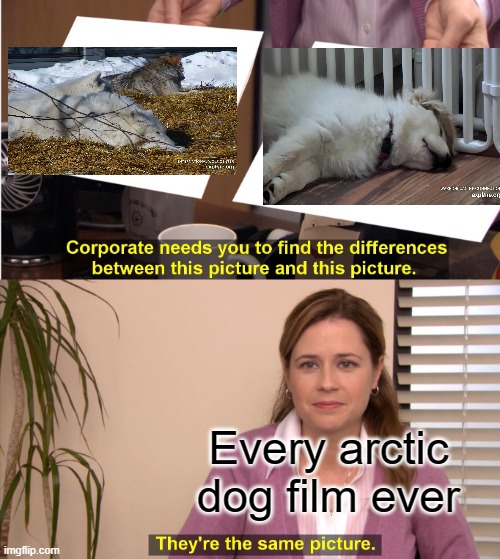 Wolf vs puppy is there a difference | Every arctic dog film ever | image tagged in memes,they're the same picture | made w/ Imgflip meme maker
