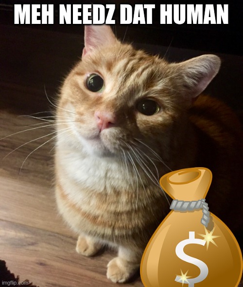 But I want it | MEH NEEDZ DAT HUMAN | image tagged in but i want it | made w/ Imgflip meme maker