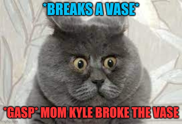 POV: You broke moms vase!!!! |  *BREAKS A VASE*; *GASP* MOM KYLE BROKE THE VASE | image tagged in surprised cat | made w/ Imgflip meme maker