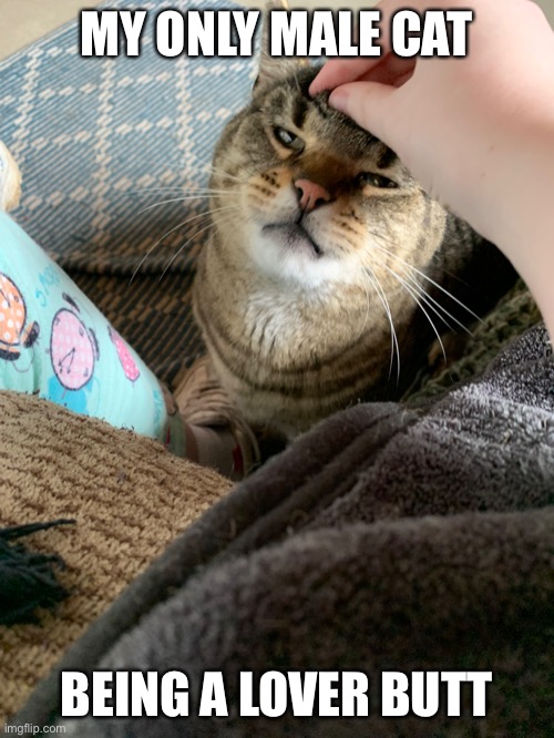 Meow | MY ONLY MALE CAT; BEING A LOVER BUTT | made w/ Imgflip meme maker