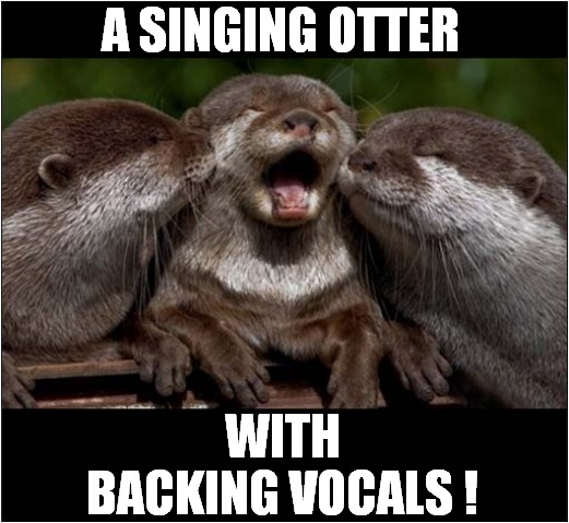 To Make You Smile ! | A SINGING OTTER; WITH BACKING VOCALS ! | image tagged in fun,otters,singing | made w/ Imgflip meme maker