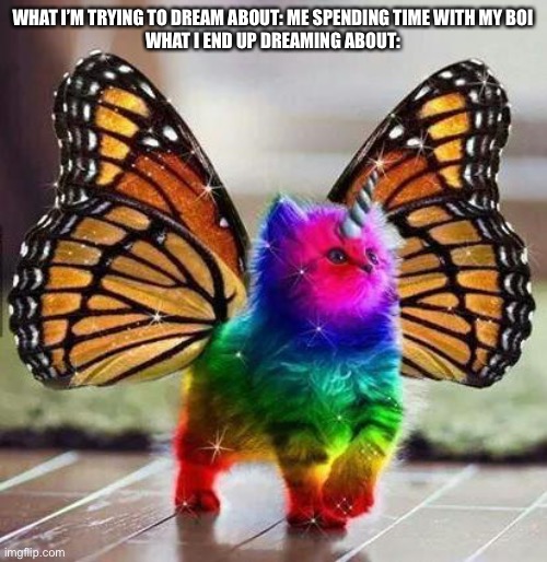 I have no idea why | WHAT I’M TRYING TO DREAM ABOUT: ME SPENDING TIME WITH MY BOI
WHAT I END UP DREAMING ABOUT: | image tagged in rainbow unicorn butterfly kitten | made w/ Imgflip meme maker